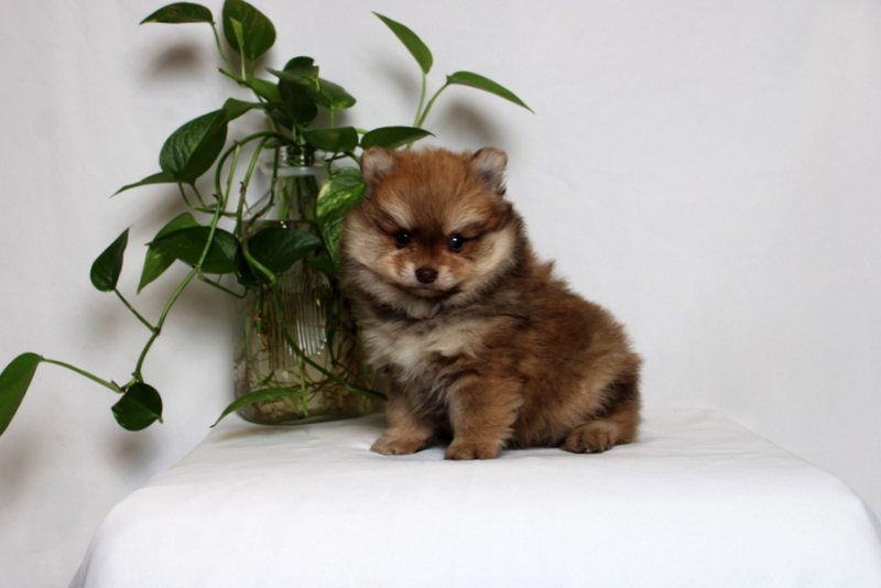 puppy, for, sale, Pomeranian, Matthew B. Stoltzfus, dog, breeder, Gap, PA, dog-breeder, puppy-for-sale, forsale, nearby, find, puppyfind, locator, puppylocator, aca